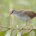 White-browed Crake-110605-103EOS1D-FYAP3636-W.jpg