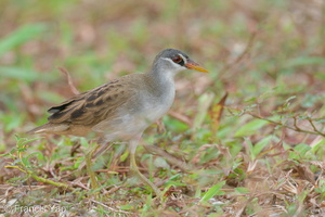 White-browed Crake-201224-127MSDCF-FYP09451-W.jpg