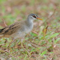 White-browed Crake-201224-127MSDCF-FYP09451-W.jpg