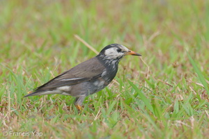 White-cheeked Starling-200116-110MSDCF-FYP02280-W.jpg