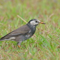 White-cheeked Starling-200116-110MSDCF-FYP02280-W.jpg