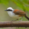 White-crested Laughingthrush-180721-110ND500-FYP_3070-W.jpg
