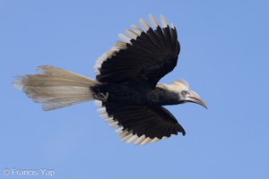 White-crowned Hornbill-230510-205MSDCF-FYP02560-W.jpg