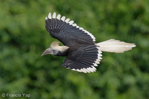 White-crowned Hornbill-230510-205MSDCF-FYP02941-W.jpg
