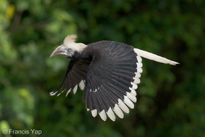 White-crowned Hornbill-230510-205MSDCF-FYP02967-W.jpg