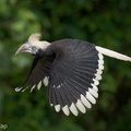 White-crowned Hornbill-230510-205MSDCF-FYP02967-W.jpg