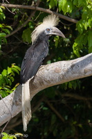 White-crowned Hornbill-230611-206MSDCF-FYP04689-W.jpg