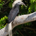 White-crowned Hornbill-230611-206MSDCF-FYP04689-W.jpg