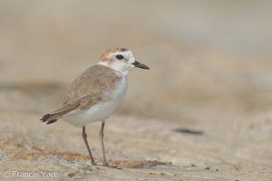 White-faced Plover-151029-101EOS5D-FY5S4295-W.jpg