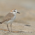 White-faced Plover-151029-101EOS5D-FY5S4295-W.jpg