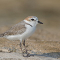 White-faced Plover-160926-104EOS7D-FY7D5406-W.jpg