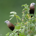 White-headed Munia-110116-105EOS7D-IMG_7389-W.jpg