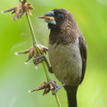 White-rumped Munia-180125-107ND500-FYP_6237-W.jpg