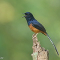 White-rumped Shama-210626-115MSDCF-FRY00817-W.jpg