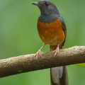 White-rumped Shama-220507-147MSDCF-FRY09410-W.jpg