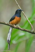 White-rumped Shama-220611-148MSDCF-FYP06136-W.jpg