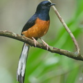 White-rumped Shama-220611-148MSDCF-FYP06136-W.jpg