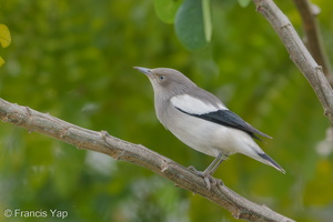 White-shouldered Starling-171226-107ND500-FYP_0202-W.jpg