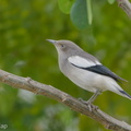 White-shouldered Starling-171226-107ND500-FYP_0202-W.jpg