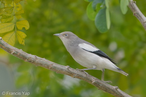 White-shouldered Starling-171226-107ND500-FYP_0204-W.jpg