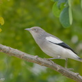 White-shouldered Starling-171226-107ND500-FYP_0204-W.jpg