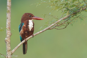 White-throated Kingfisher-110406-101EOS1D-FYAP7265-W.jpg