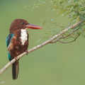 White-throated Kingfisher-110406-101EOS1D-FYAP7265-W.jpg