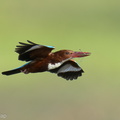 White-throated Kingfisher-220115-136MSDCF-FRY01802-W.jpg