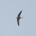 White-throated Needletail-171025-105ND500-FYP_2646-W.jpg