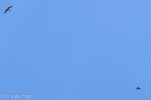 White-throated Needletail-210310-104MSDCF-FRY01816-W.jpg