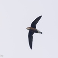 White-throated Needletail-211109-128MSDCF-FRY00265-W.jpg