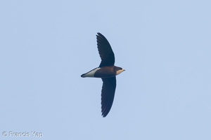 White-throated Needletail-250327-101FRYAP-FYA05768-W.jpg