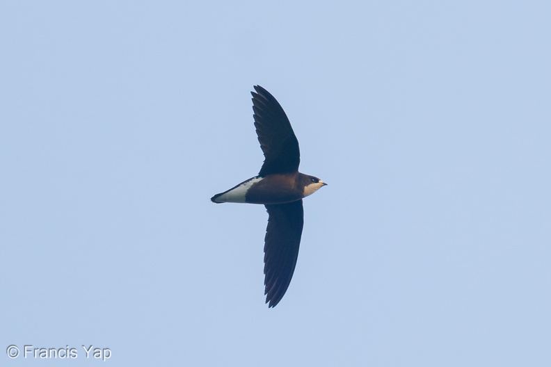 White-throated_Needletail-250327-101FRYAP-FYA05768-W.jpg