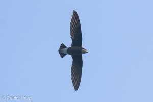 White-throated Needletail-250327-101FRYAP-FYA05994-W.jpg