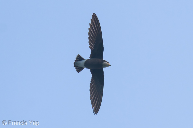 White-throated_Needletail-250327-101FRYAP-FYA05994-W.jpg
