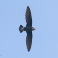 White-throated Needletail-250327-101FRYAP-FYA05994-W.jpg