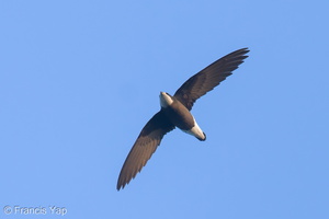 White-throated Needletail-250327-101FRYAP-FYA06184-W.jpg