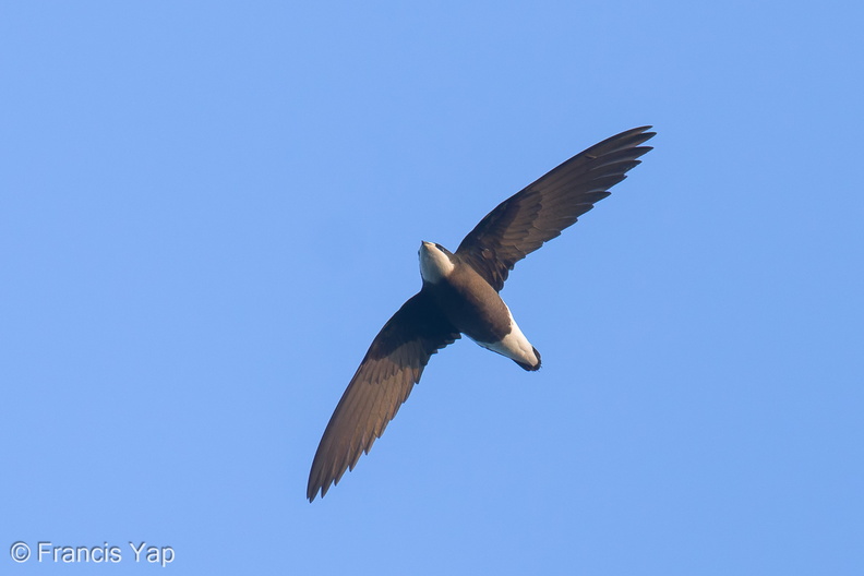 White-throated_Needletail-250327-101FRYAP-FYA06184-W.jpg