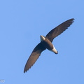 White-throated Needletail-250327-101FRYAP-FYA06184-W.jpg