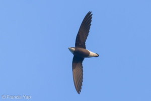 White-throated Needletail-250327-101FRYAP-FYA06204-W.jpg