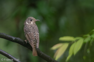 White-throated Rock Thrush-110311-100EOS1D-FYAP8853-W.jpg
