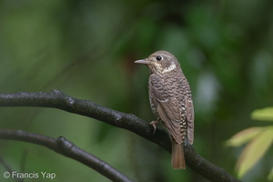 White-throated Rock Thrush-110311-100EOS1D-FYAP8886-W.jpg