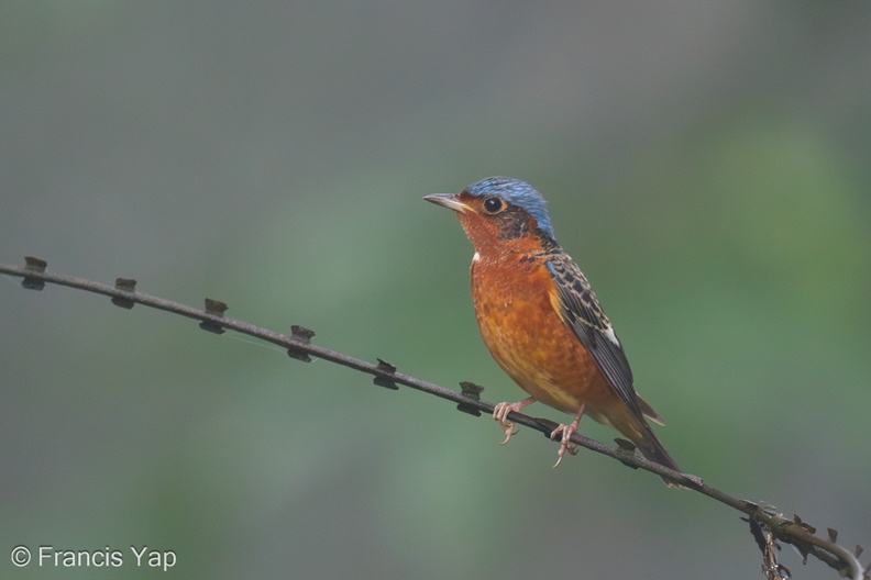 White-throated_Rock_Thrush-240104-212MSDCF-FYP06876-W.jpg