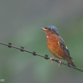 White-throated Rock Thrush-240104-212MSDCF-FYP06876-W.jpg