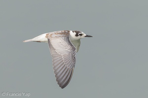 White-winged Tern-131102-111EOS1D-FY1X3101-W.jpg