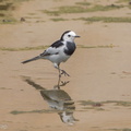 White Wagtail-120121-107EOS1D-FYAP4586-W.jpg
