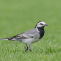 White Wagtail-210321-105MSDCF-FRY07829-W.jpg