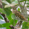 White's Thrush-231123-211MSDCF-FYP00681-W.jpg