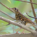 White's Thrush-231123-211MSDCF-FYP00834-W.jpg
