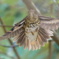 White's Thrush-231123-211MSDCF-FYP01007-W.jpg